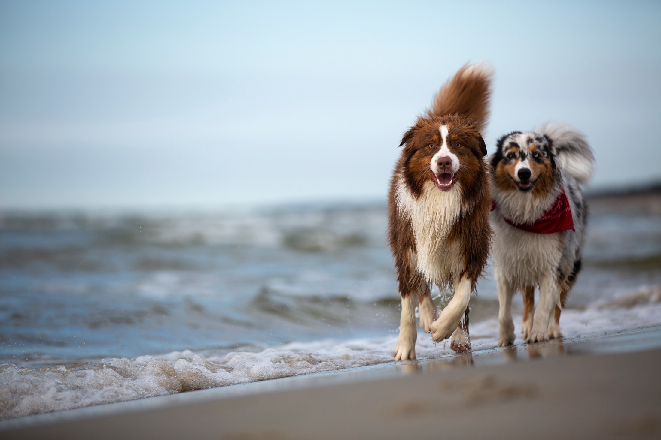 Two Australian shepherds running through the surf.