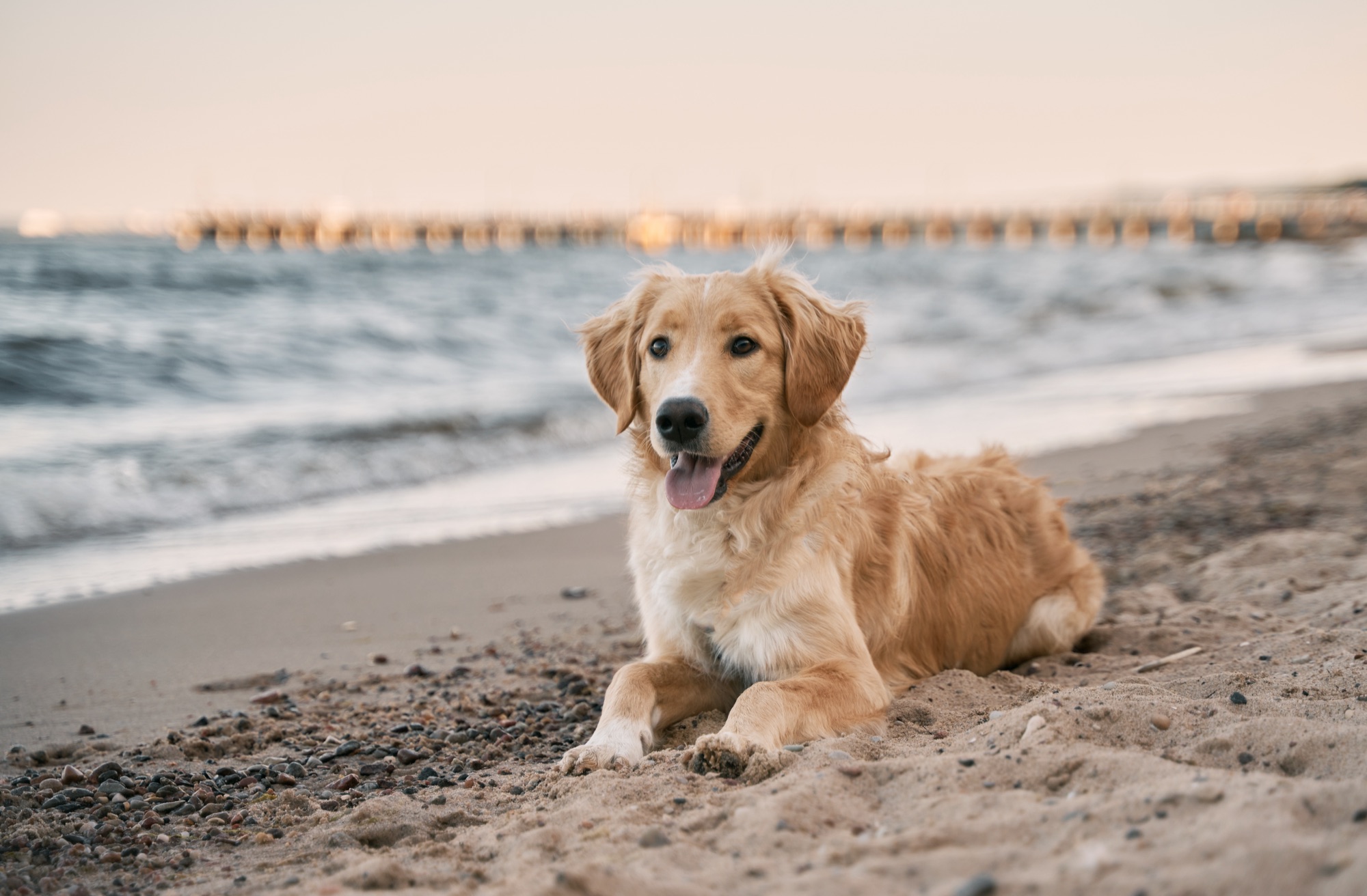 A golden retriever lying on the beach.
